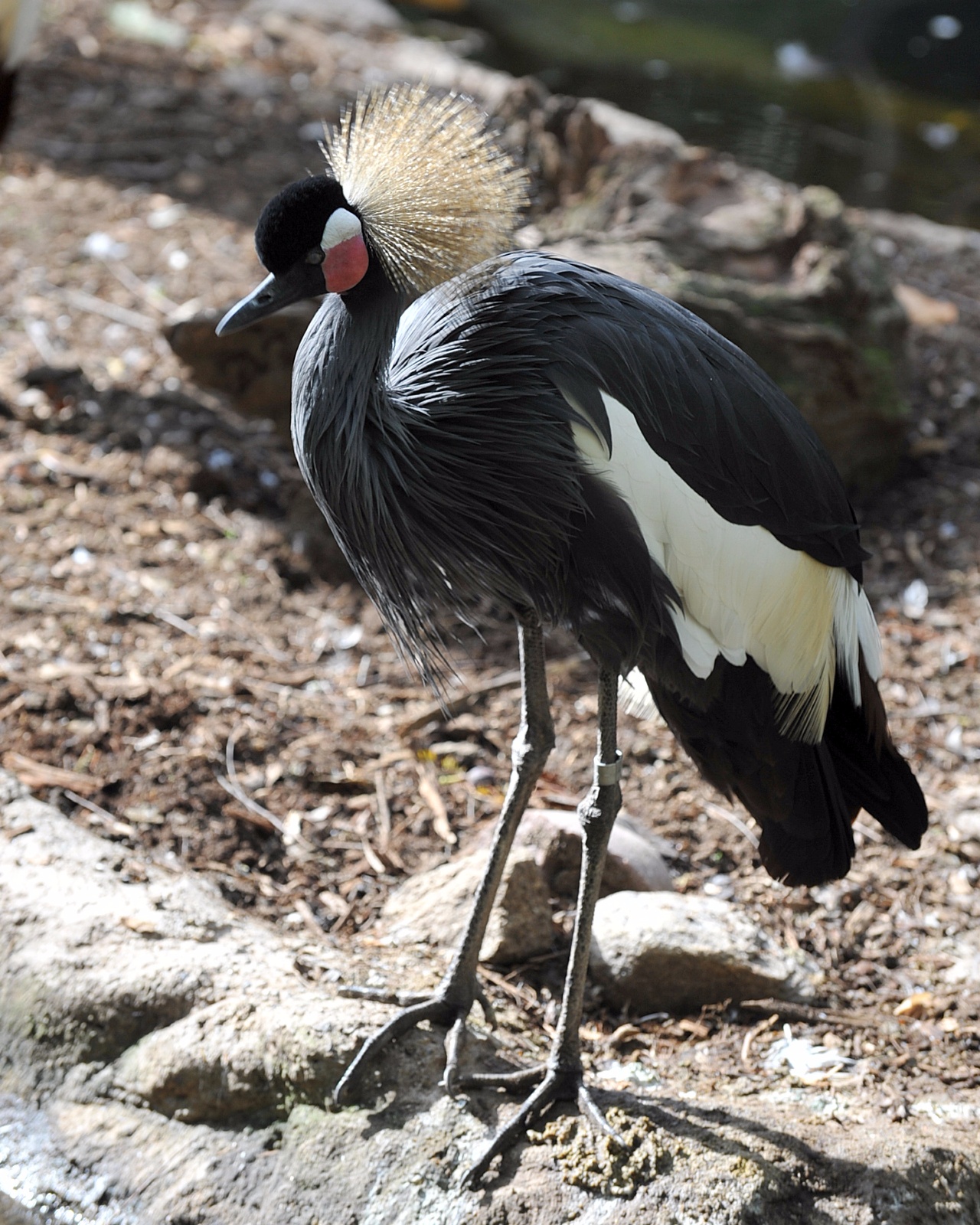 African Crowned Crane  29
